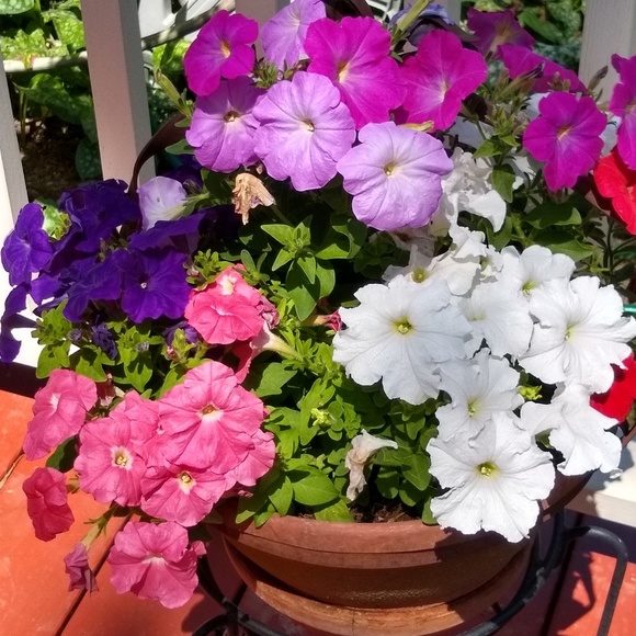 Meet your Posher, Georgia - Picture 7 of 8